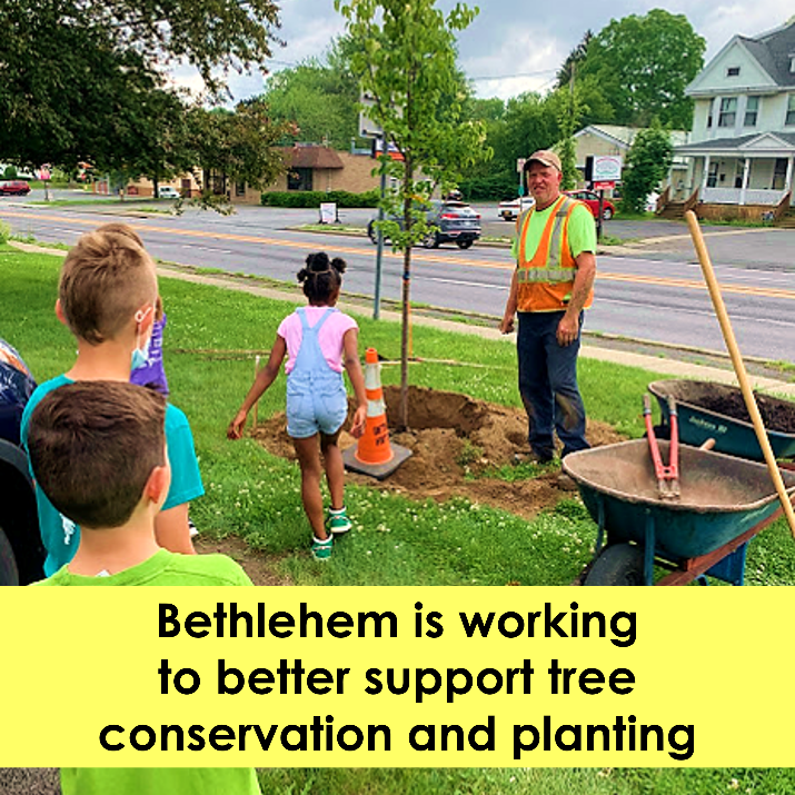 Commitment To Trees On Town Properties